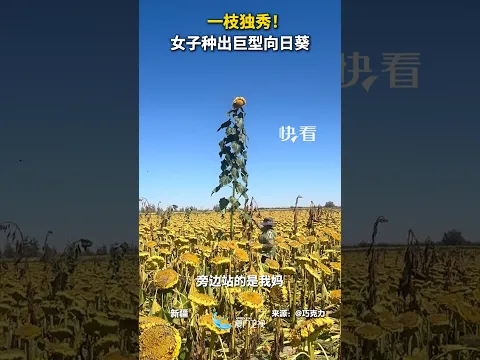 【大陸】一枝獨秀！新疆一女子種出巨型向日葵