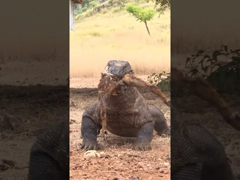Komodo vs Kambing: Drama di Ujung Lidah Bercabang