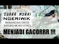 Download Lagu SUARA MURAI NGERIWIK PANCING BURUNG STRES JADI BUNYI || BURUNG BAHAN BURUNG MACET JADI EMOSI