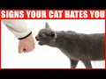 Lagu 14 Signs Your Cat Hates You