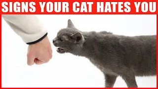 Download 14 Signs Your Cat Hates You MP3