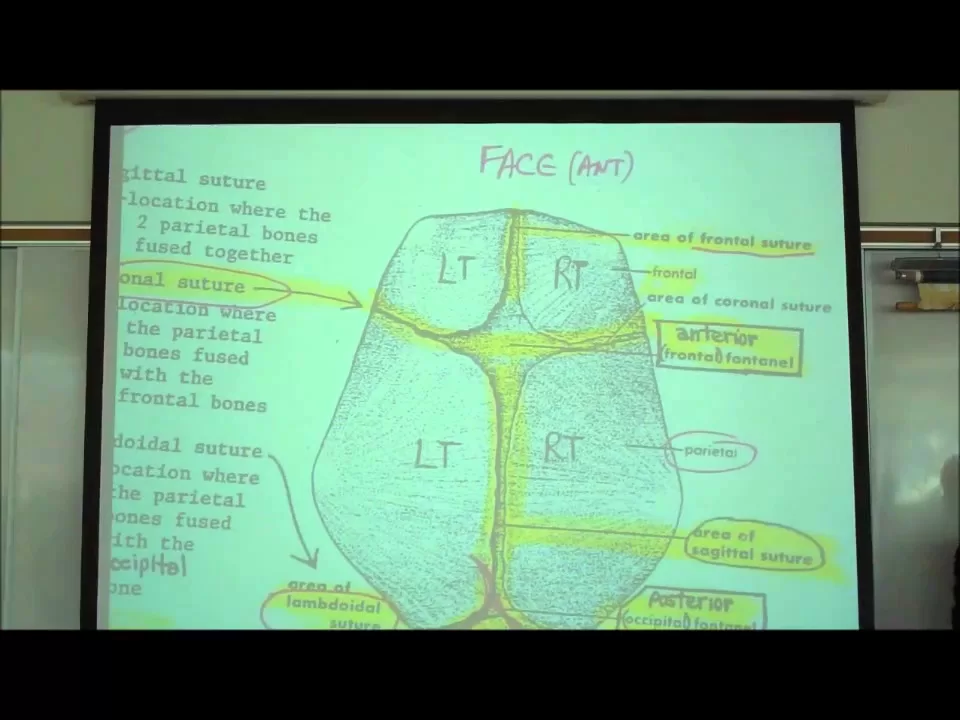 THE SKELETAL SYSTEM; INTRO TO OSTEOLOGY by professor fink