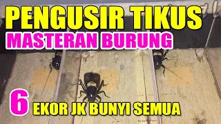 suara jangkrik genggong enam ekor bunyi semua pengusir tikus