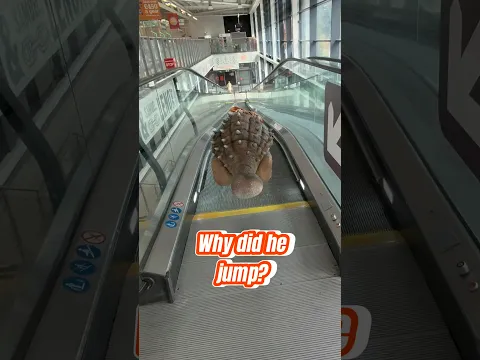 Why did the dinosaur jump?