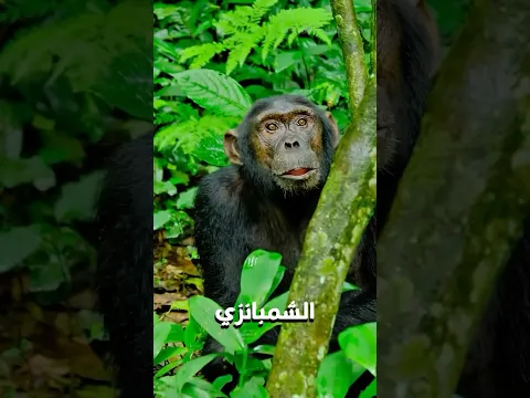 ๐ฅ ุญููุงูุงุช ุจุชุญุฒู ุนูู ู
ูุชูููุง ูุชุนู
ููู
ุฌูุงุฒุฉโฆ ุฒู ุงูุจุดุฑ ุจุงูุธุจุท! ๐๐ฅ