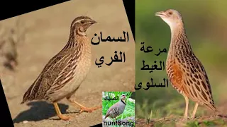 صوت سلوى الزرع مرعة الغيط والسمان الفري دندنها