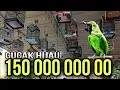 SIMULASI LOMBA BURUNG CUCAK IJO‼️CEPAT GACOR MATERI MENGALIR DERAS TERPANCING EMOSI TARUNG