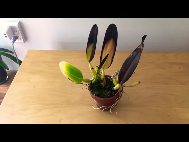 CATTLEYA LABIATA AMESIANA ORCHID BLACK ROT?