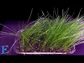 Time-Lapse Series Kentucky Bluegrass