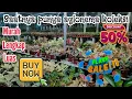 Download Lagu AGLONEMA BOJONGSARI BERTABUR DISKON.. HARGA LANGSUNG DARI OWNER YANG PASTI SUPER EKONOMIS.. Eps 1439
