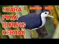 Download Lagu SUARA PIKAT BURUNG KERUAK || WAK WAK ||