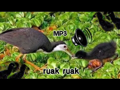 Download MP3 Suara pikat burung ruak ruak~mp3