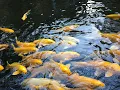 Download Lagu Japanese Koi fish pond/ Nishikigoi/ Japanese Carp- Golden Giant God at Shosenkyo, Yamanashi