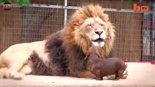 fearless lion