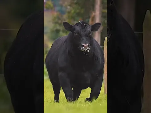 Animales silenciosos que atacan antes de que puedas huir #sabiasque #naturaleza #vidasalvaje