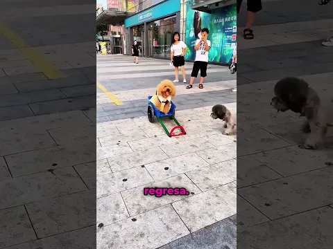 Perdió a Su Hermanito… y Regresó Solo Sin Querer Dar Explicaciones 😬