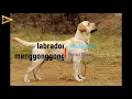 Download Lagu sound effect gratis suara detak jantung, suara telepon, suara anjing dan jeritan ketakutan