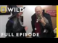 Happy Meowloween Halloween with Dr Pol Full Episode The Incredible Dr Pol