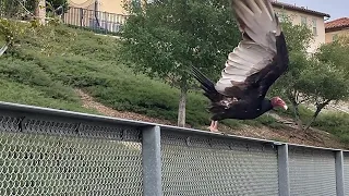 turkey vulture taking off from a nearby fence