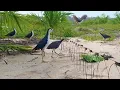 Download Lagu CEPAT SEKALI RESPONNYA‼️ MIKAT BURUNG RUAK RUAK DI AREAL SAWIT [] BIRD TRAP @BangJhoniChannel
