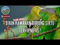 Download Lagu Suara Pikat Burung Sirtu Kejepit ! bikin penasaran sirtu lain.. auto terpikat..