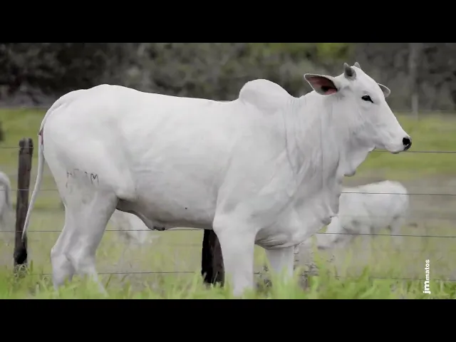 Novilha Nelore AFOM - 5491