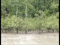 Download Lagu Proboscis monkeys @ Santubong, Kuching, Sarawak, Malaysia