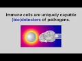 Sensitivity of immune cells to chemoattractant