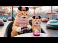 Download Lagu 10 Episodes in 1! Cat Mom Daisy \u0026 Tiger-Hat Kitten’s Heartwarming Journey | Compilation 1-10