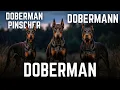 Doberman vs Doberman Pinscher vs Dobermann What s the Difference