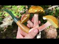 The TASTIEST Mushroom You ve Never Heard Of Lilac Bolete Foraging