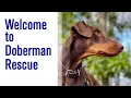 Welcome to the Doberman Rescue Channel