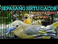 Lagu SEPASANG SIRTU GACOR MEMANCING BUNYI SEMUA SIRPU/SIRTU GACOR - LANGSUNG RAME