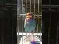 Download Lagu Tengkek Buto gacor #shorts #feedshorts #birds #tengkekbuto