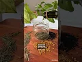 Download Lagu Hair growth oil. #fenugreek#blackseedoil#rosemary#hairgrowthoil#fenugreekseeds
