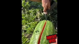 دنیای میوه هندوانه Shorts عجب هندونه تو سرخی 