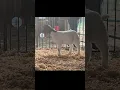 Willoughby Online Sale TCF Boer Goats Wether