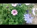Anemone sun and clouds