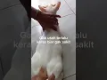 Download Lagu Cara menangani kucing birahi tanpa dikawinkan dengan kucing jantan!!#shorts #kucing #youtubeshorts