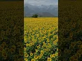 Download Lagu Sunflowers 🌻 #greece #nature #flowers #sunflowers