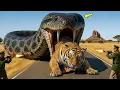 Lagu Heroic Rescue Team Saves Poor Bengal Tiger from Giant Python’s Terrifying Attack🐯🐍