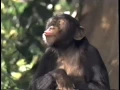 Download Lagu George of the Jungle (1997) Teaser (VHS Capture)