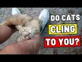 Download Lagu 7 Things Only Clingy Cats Do – Does Yours?