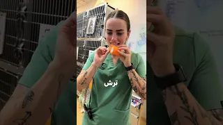 راز بانداژ ترش و بدمزه ای که سگ ها ازش فرار می کنن 