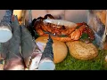 Download Lagu UNBELIEVABLE: Can Bamboo Shoots Withstand the Pinch of a Crab's Claw?