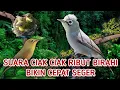 Download Lagu SUARA CIAK CIAK RIBUT BIRAHI BIKIN KECIAL KUNING CEPAT SEGER ‼️MASTERAN CIAK CIAK BETINA RIBUT GACOR
