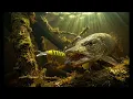 Bandit Generator Deep Diving Trolling Lure Review | Ultimate Glow Fishing Crankbait