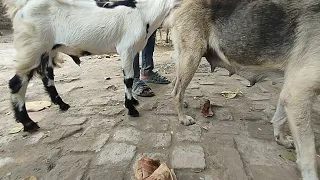 hilarious goat and dog friendship for the first time