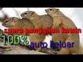 Download Lagu Suara pikat tupai durasi panjang bebas  copy right, AUTO KELUAR