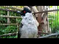 Download Lagu The alluring sound of a gacor house finch 